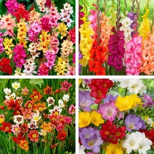 70 x Garden Pack Mixed Flower