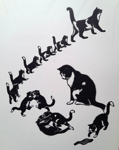 Webb cat kittens - cat,