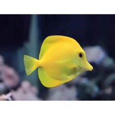 Photography Nature Animal Fish Yellow Tang Tropical 12X16 Inch Framed Art Print