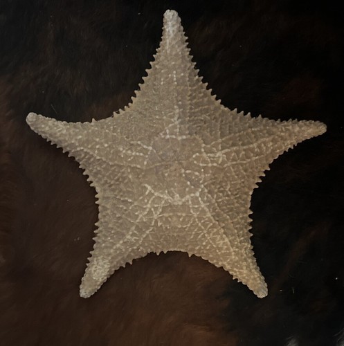 Genuine real starfish - starfish, sea