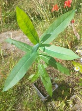Trio of Eucalyptus Tasmanian Blue Gum Tree