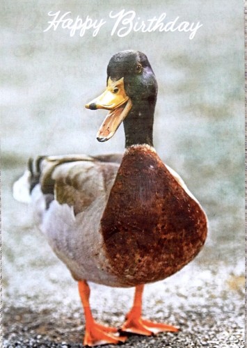 Mallard duck wildlife nature - mallard,