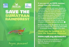 RSPB Pin Badge International
