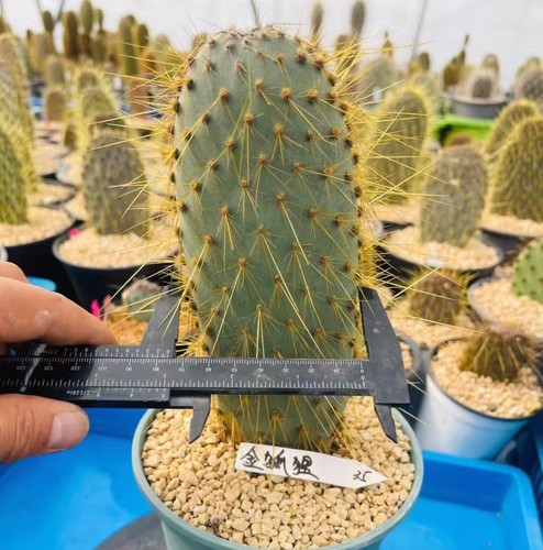 Opuntia foxer wysiwyg self - 'foxer,