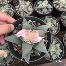 4CM Succulent Cactus Plant