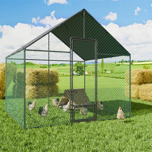 Jumbo chicken coop high - chicken,