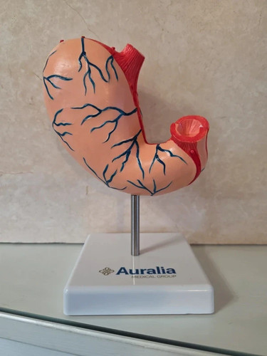Anatomical gastric human - anatomical,