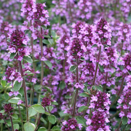 Thyme foxley herb - herb, |
