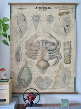 VINTAGE | SCHOOL WALL MAP