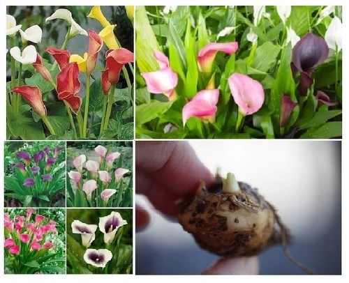 Calla lily bulbs mixed - 3,