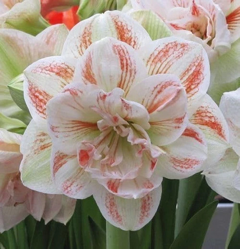 Amaryllis lily double flower - lily,