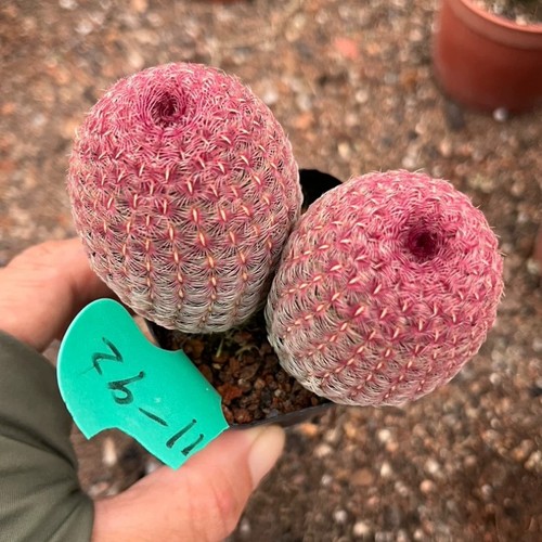 6cm succulent cactus plant - 6cm,