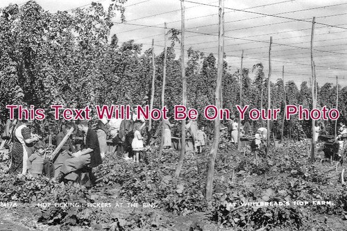1086 hop picking pickers - ke,