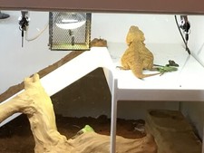 White polyplastic long lasting reptile vivarium - reptile or tortoise home -used