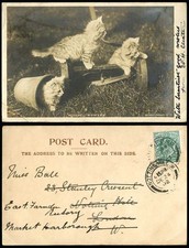 3 Cats Kittens, Playful Mowers Cat Kitten Pets 1902 Old Real Photo U.B. Postcard