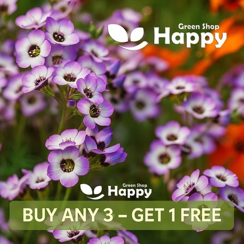 Bird eyes 1100 seeds - bird's,