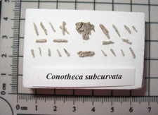 Cambrian Small Shelly Fauna