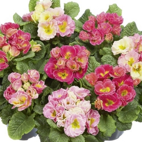 Primrose girls delight - girls,