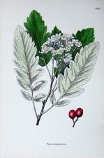 Original Old Antique Print Botany Plants C1902 Pyrus Semipinnata Flowers Colour