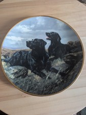 Labrador Retriever Royal