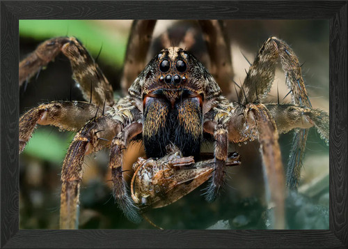 Wolf spider with prey - wolf,
