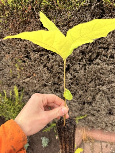 Red oak plug - oak, (quercus)