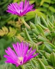  6x Delosperma Ice plant