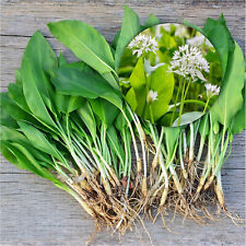 20 Wild Garlic Bulbs Plants