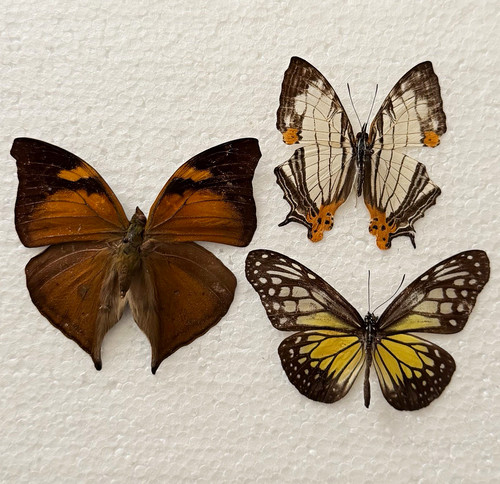 Entomology butterfly specimen - entomology,