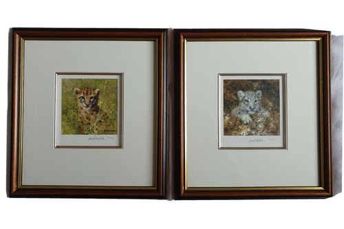 Snow leopard cub ocelot - leopard,