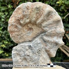 RARE 8.5" Acanthoceras