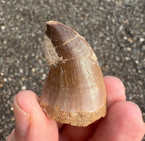 Large mosasaur tooth fossil - mosasaur,