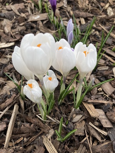 Fifty white crocus - white, bulbs