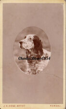 KENDAL CDV FAB PORTRAIT OF DOG ENGLISH SETTER VICTORIAN ANIMAL PHOTO #B9527