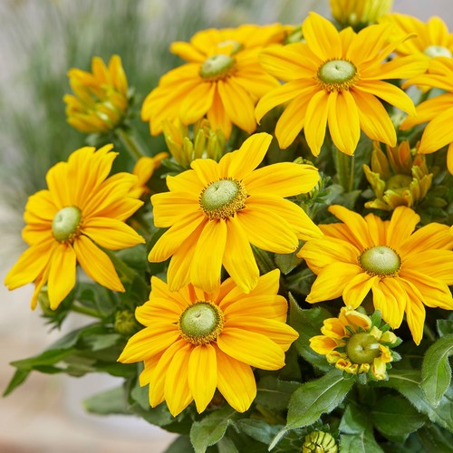 Rudbeckia sunbeckia ophelia - rudbeckia,