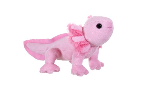 New axolotl wild - axolotl, republic