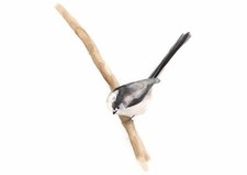 Long Tail Tit Original