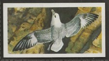 BROOKE BOND (TEA)-BIRD PORTRAITS (NO ADDRESS) 1957-#45- FULMAR PETREL