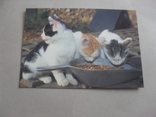 POSTCARD - KITTENS - CATS - ANIMALS - KITTEN - CAT