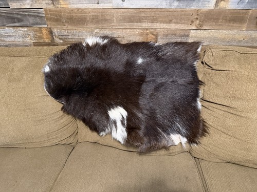 Beautiful brown white - &, goat