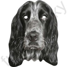 English Cocker Spaniel Dog