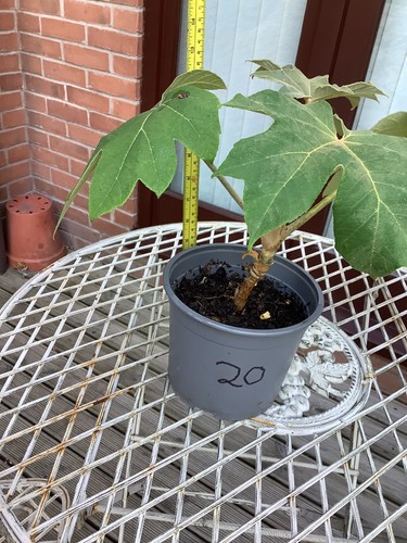 Tetrapanax plant - tetrapanax,