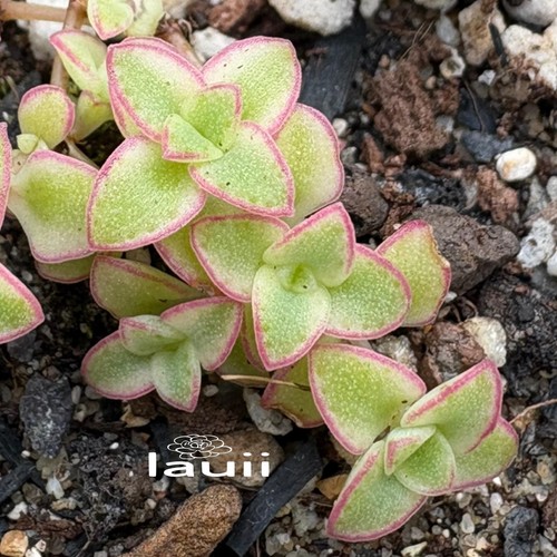 Sedum little missy - sedum, ‘little