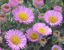 3 Erigeron sea breeze plants  daisy flower garden perennial will send bare root