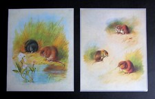 ARCHIBALD THORBURN  TWO