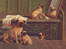 PUG CHARMING DOG GREETINGS