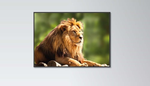 Lion poster print - print, wild