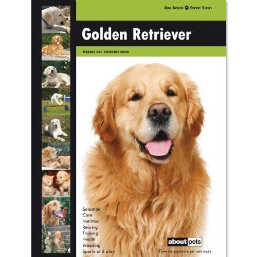 Golden retriever dog breed - golden,