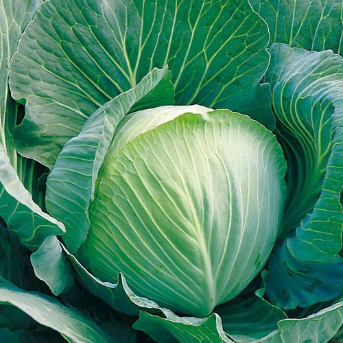 Cabbage langedijk seeds - seeds, 40