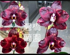 Phalaenopsis Mainshow Blackberry Orchid Plant